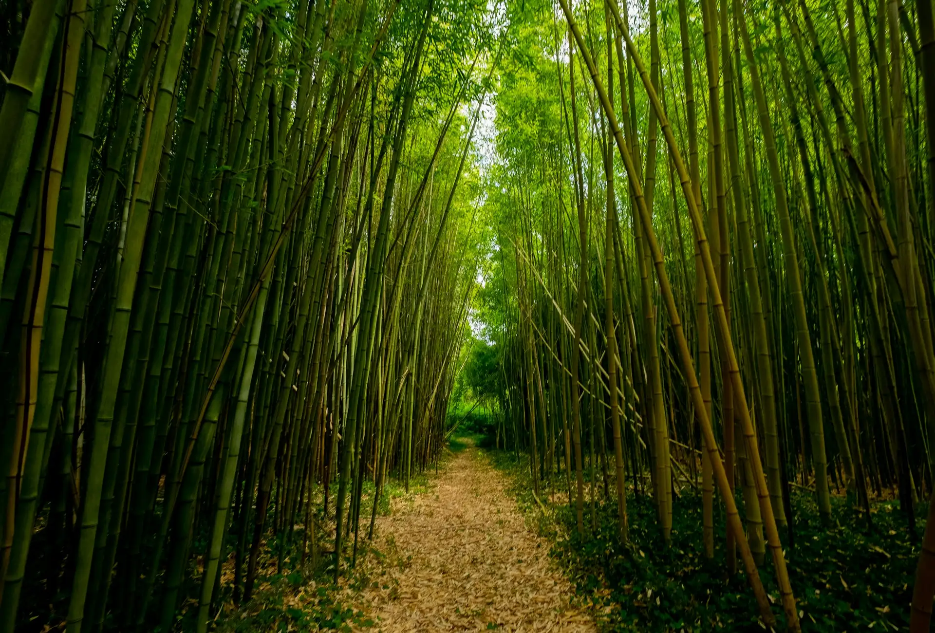 Path through a tall bamboo forest